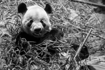 灰度摄影的熊猫
